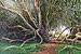 Eucalyptus by the Beach